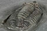 Red/Purple Diademaproetus Trilobite - Zireg, Morocco #300558-5